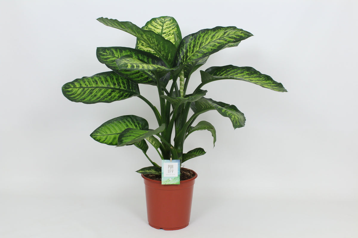 Dieffenbachia Maroba 90cm 24cm Pot