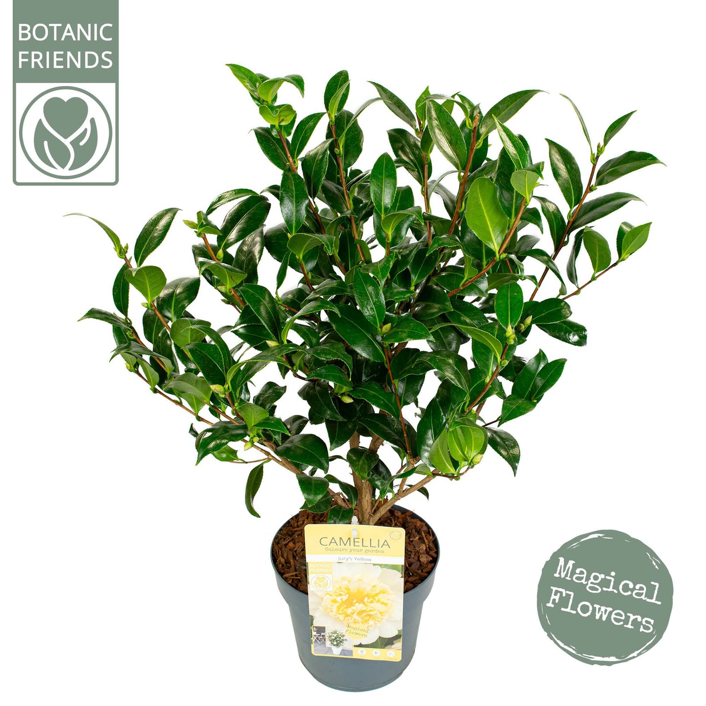 Camellia Jury's Yellow 75cm 19cm Pot