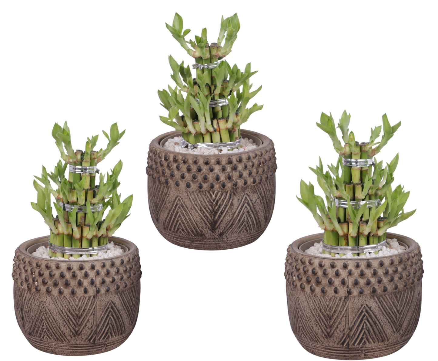 Drac. Lucky Bamboo 25cm 16cm Pot
