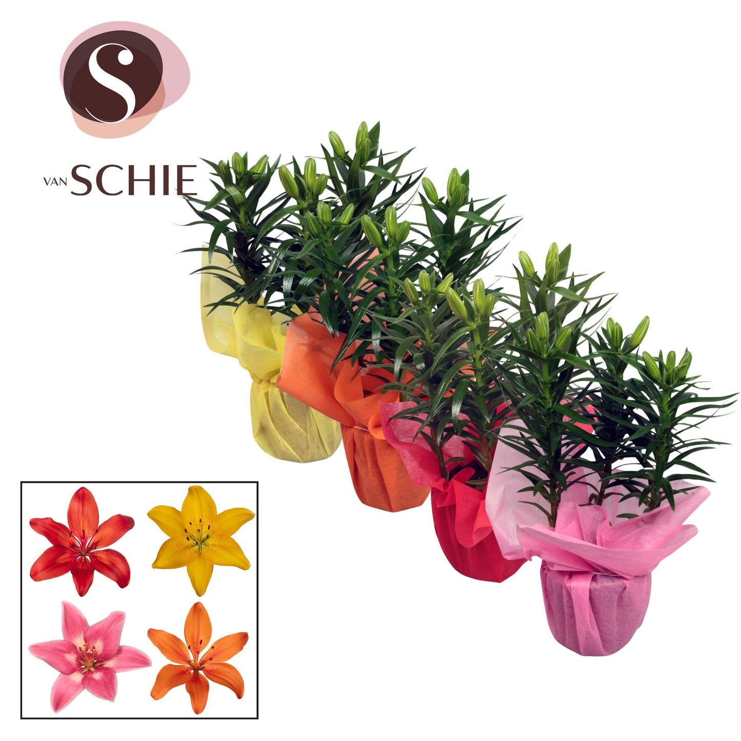 Schie Van Lilium Asiatic mix Pack of 8