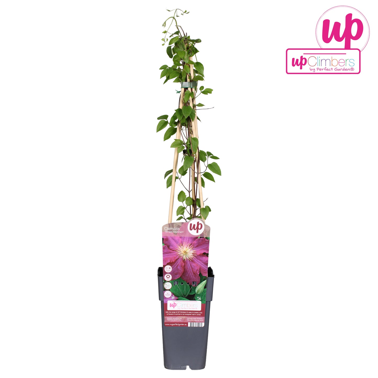 Hoogeveen Plants BV Clematis Ernest Markham Pack of 10