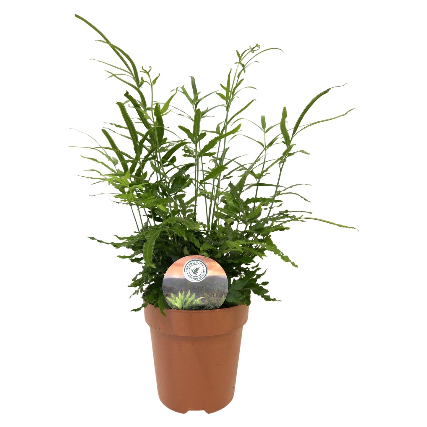 Raadschelders Varens Pteris ensiformis Pack of 10