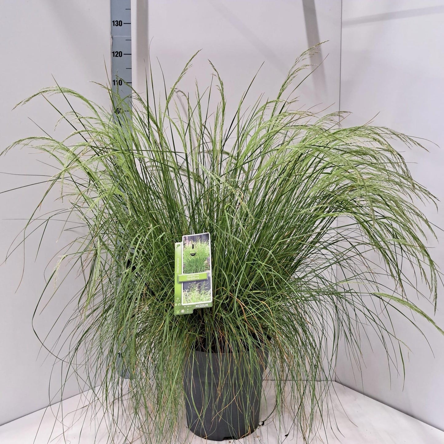 Deschampsia cespitosa 105cm 29cm Pot
