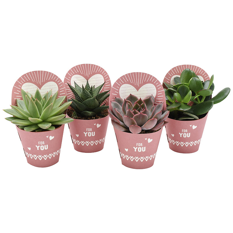 Succulent mix 11cm Special Pot (508)