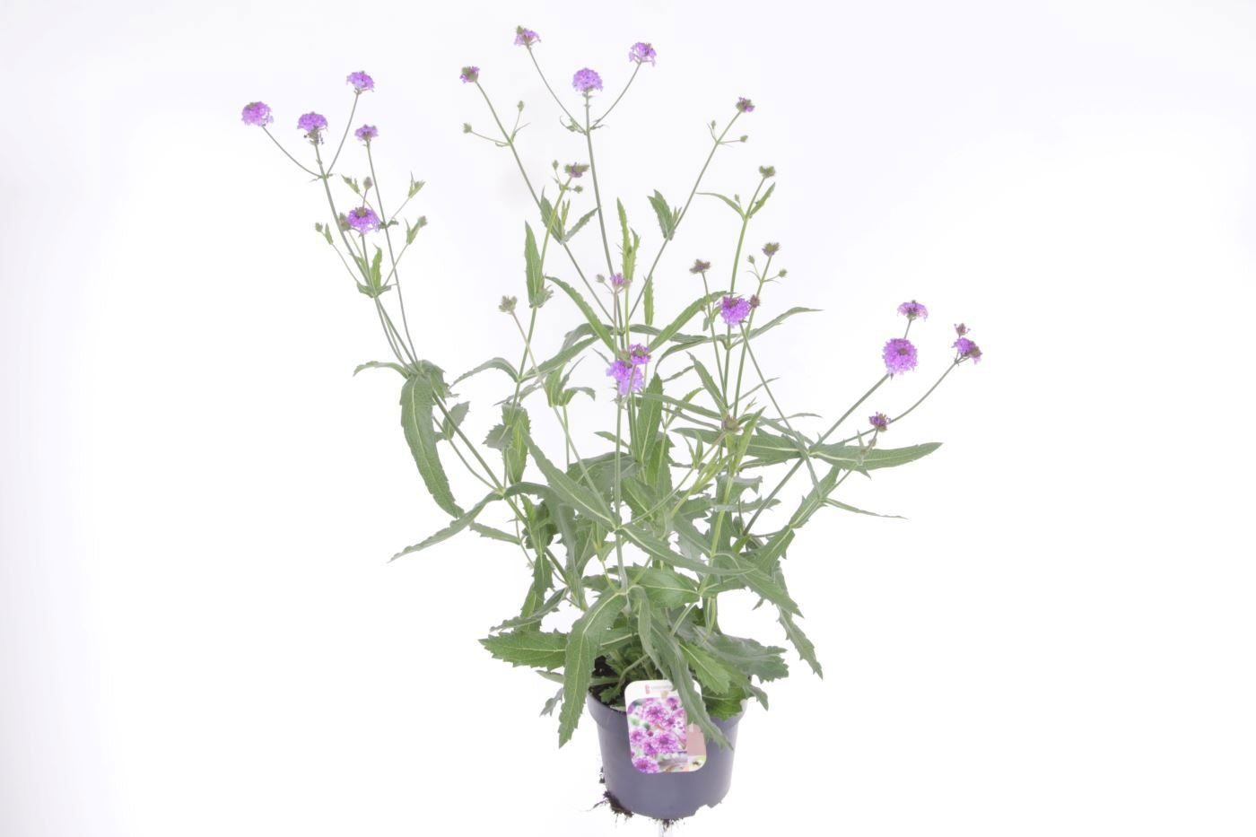 Verbena rigida 75cm 17cm Pot