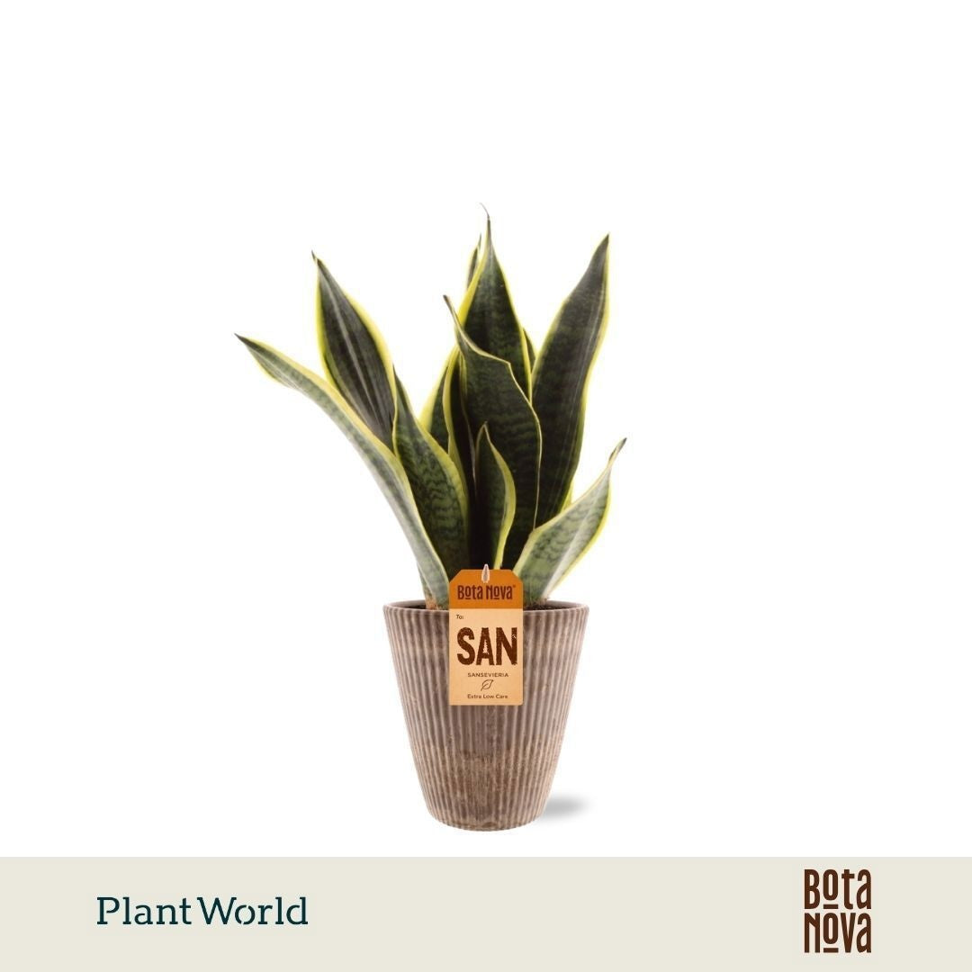 Sansevieria Futura Superba 35cm 12cm Pot