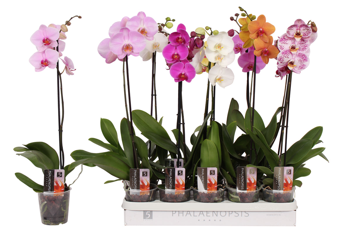 Phalaenopsis mix 60cm 12cm Pot