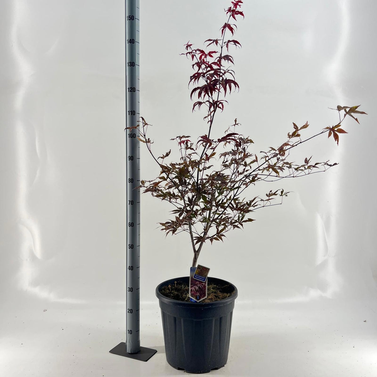 Acer Red Emperor 120cm 37cm Pot