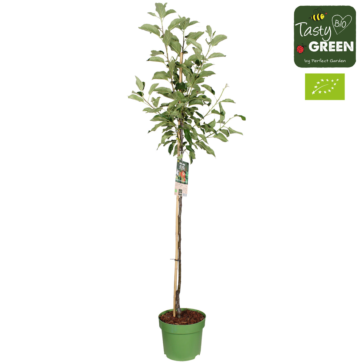 Malus domestica (Apple) Double U 220cm 27cm Pot