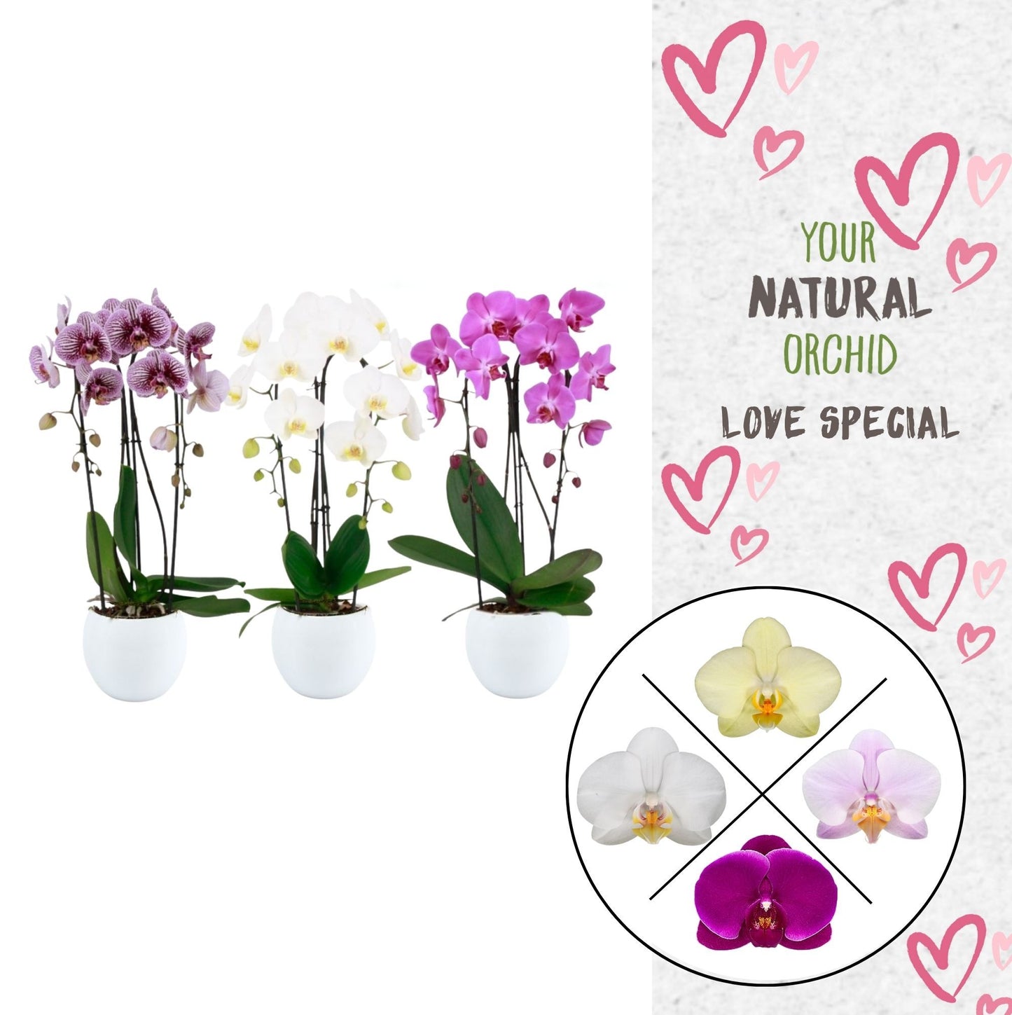 arr. Phalaenopsis mix cascade Lisa 45cm 12cm Pot