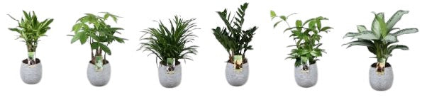 Foliage houseplants mix 60cm 17cm Pot