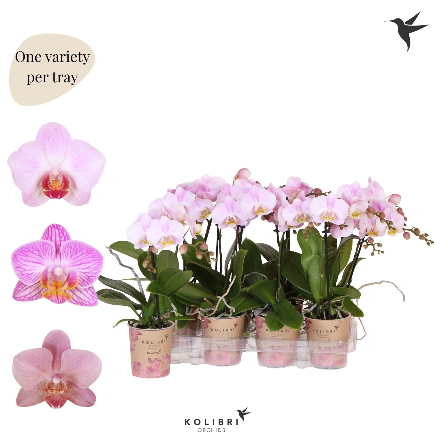 Phalaenopsis pink 40cm 9cm Pot