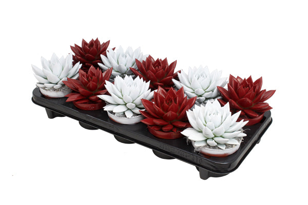 Echeveria colored bicolor red/white 13cm 510cm Pot