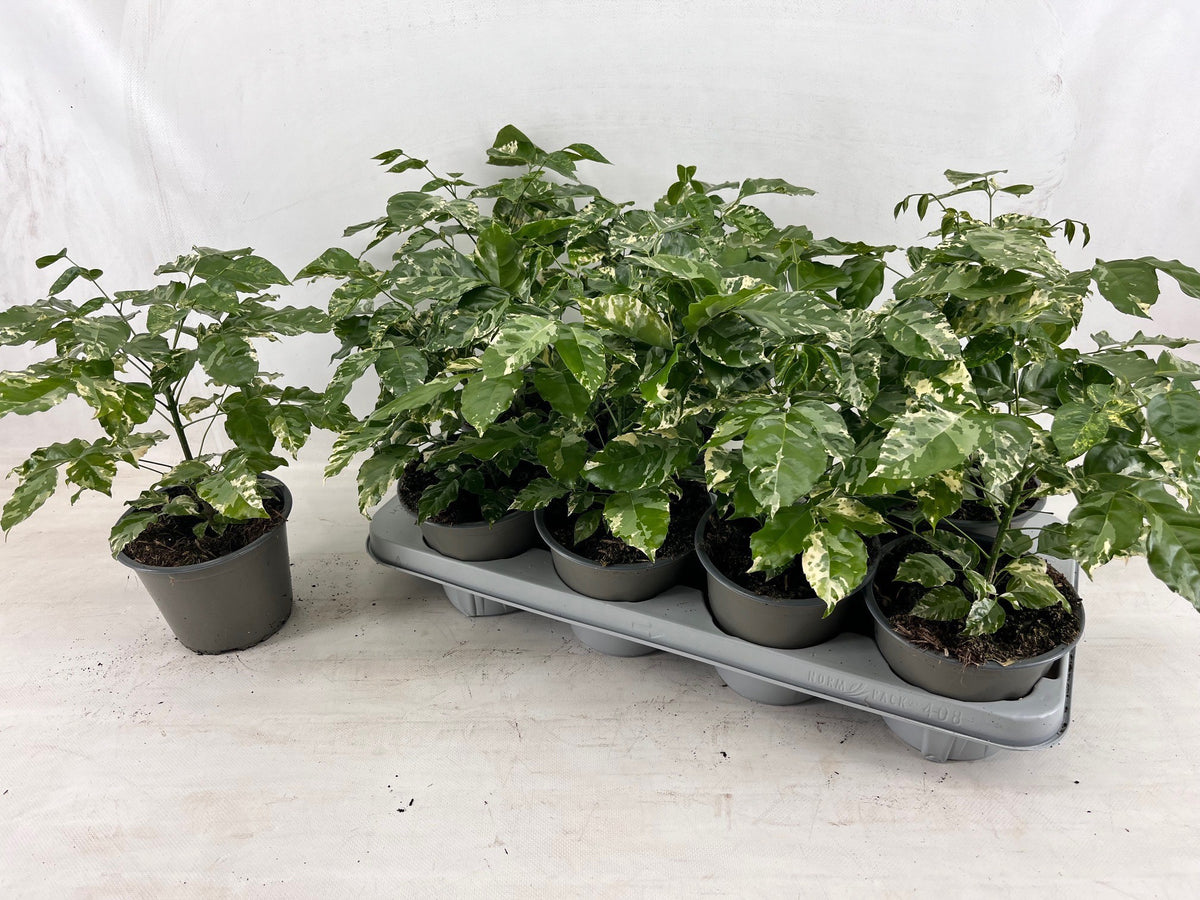 Radermachera sinica 40cm 14cm Pot