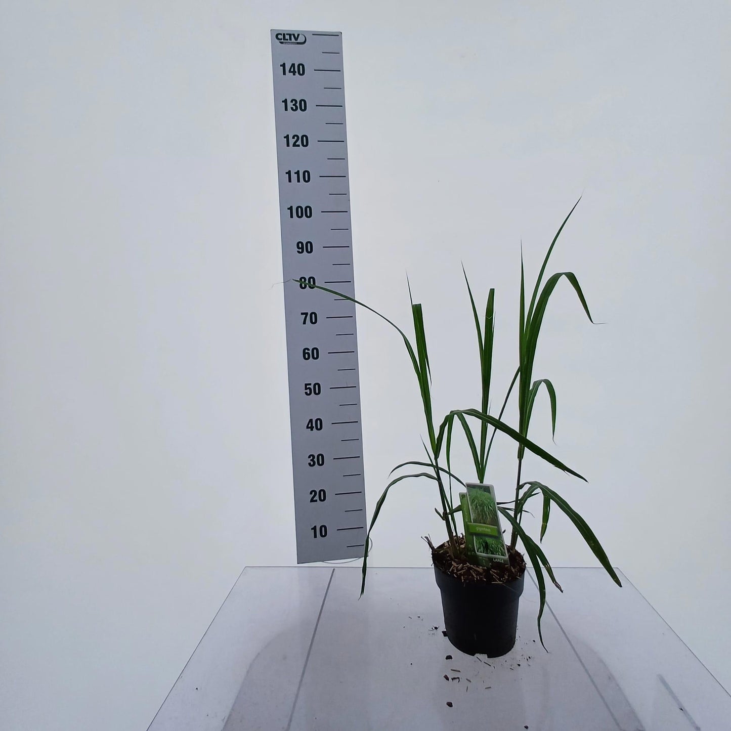 Miscanthus giganteus 75cm 19cm Pot