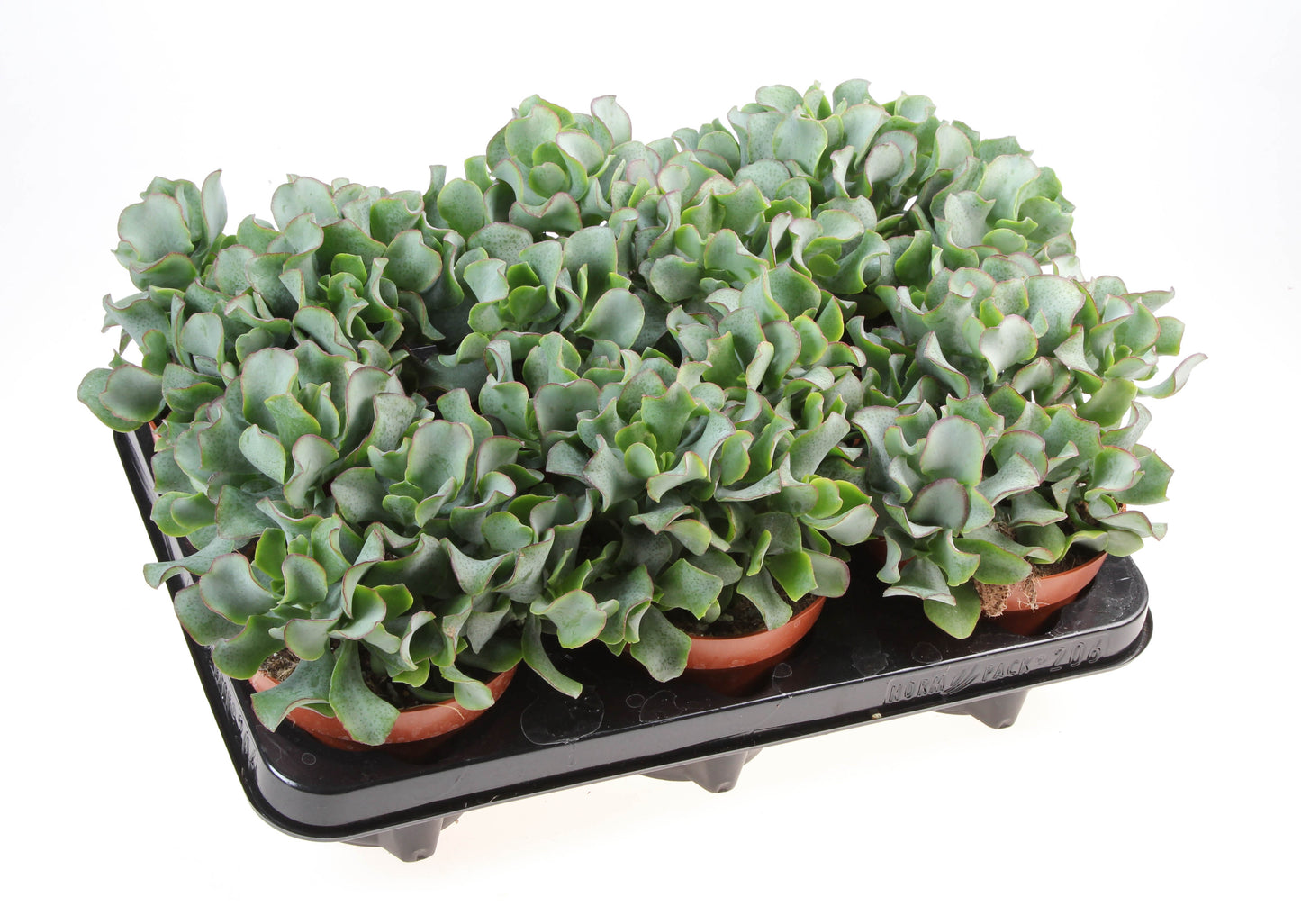 Crassula arborescens 15cm 12cm Pot