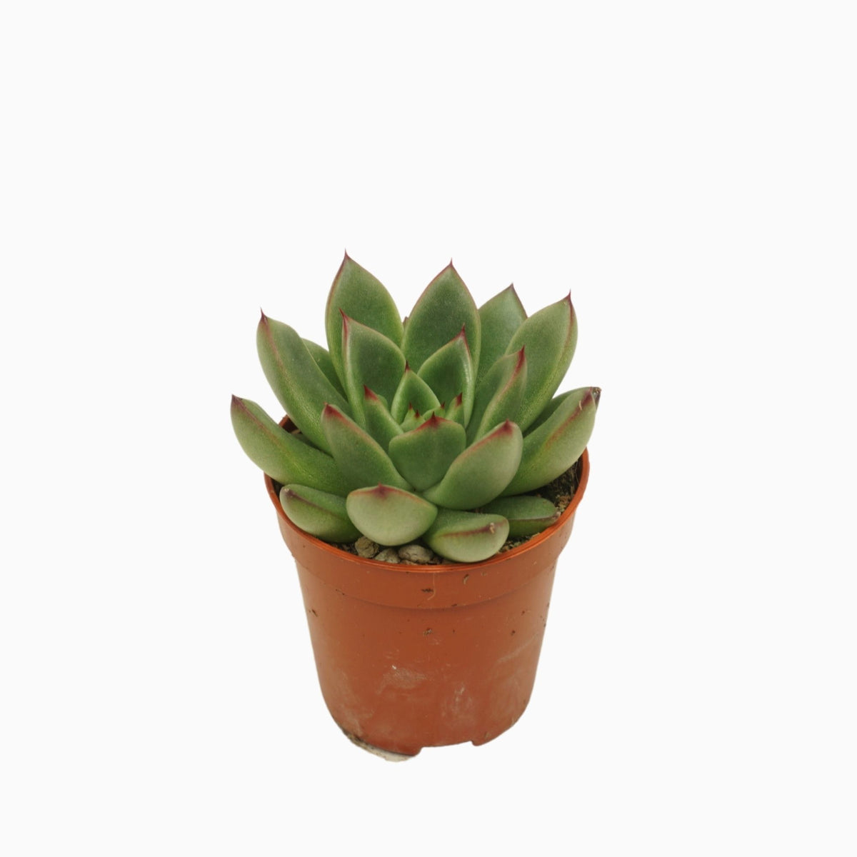Echeveria agavoides 8cm 5.5cm Pot
