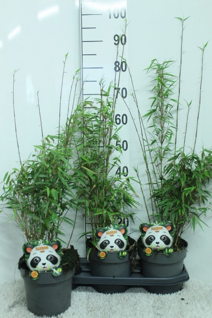 Fargesia rufa 85cm 19cm Pot