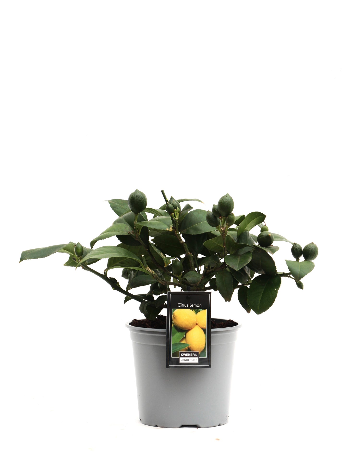 Citrus Lemon standard 35cm 15cm Pot