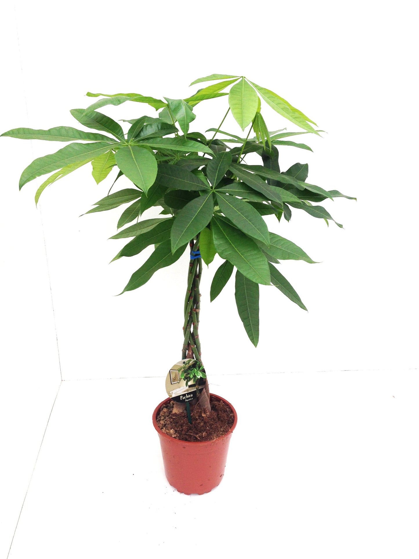 Pachira aquatica 95cm 19cm Pot