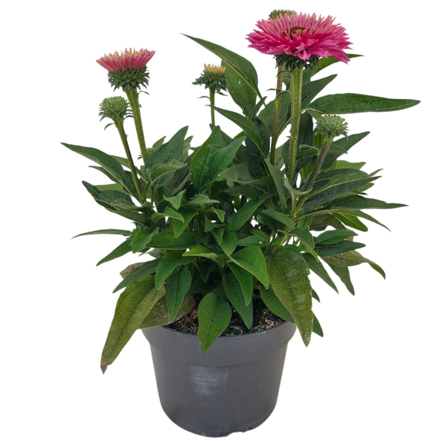 Echinacea hybrid 40cm 17cm Pot