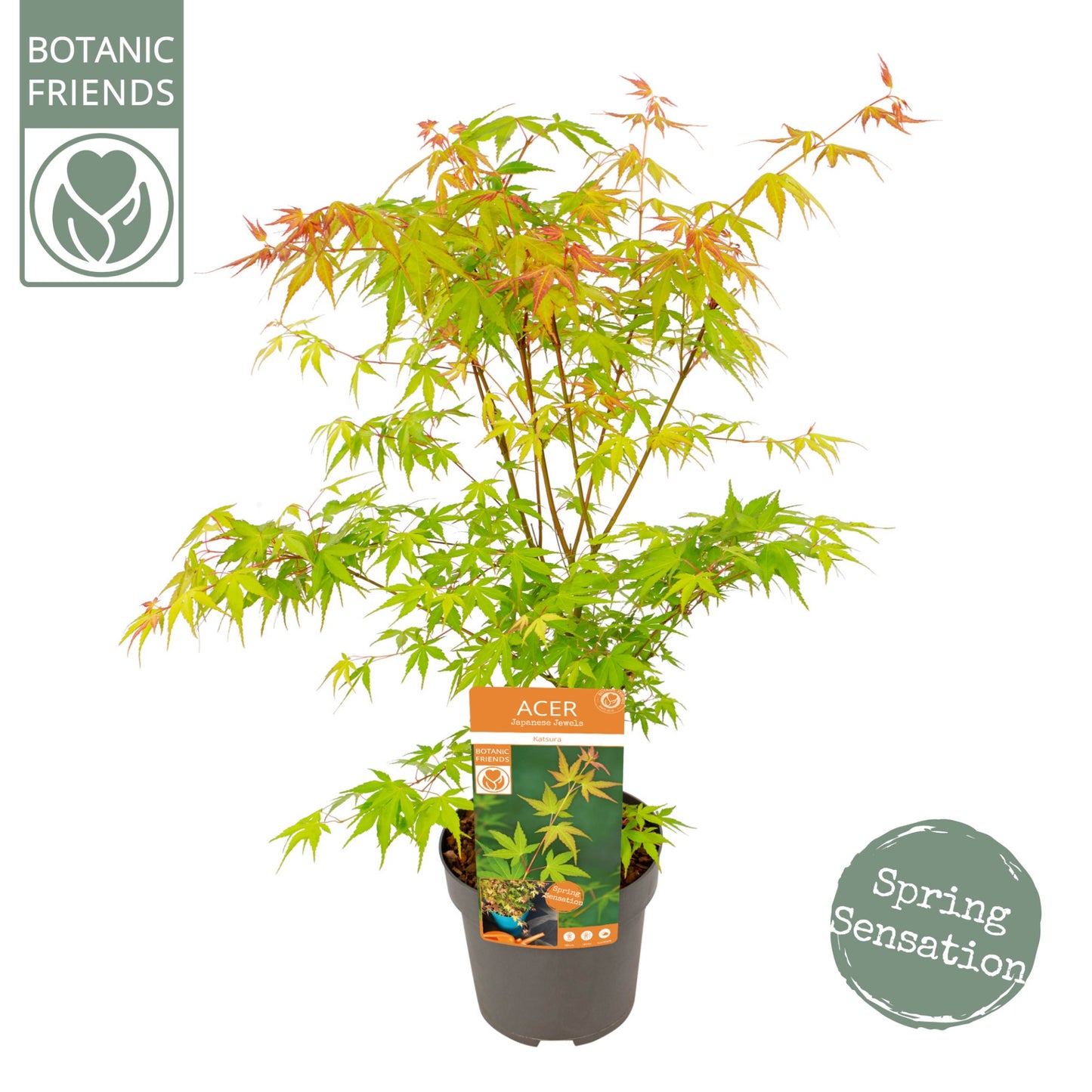 Acer Katsura 65cm 19cm Pot