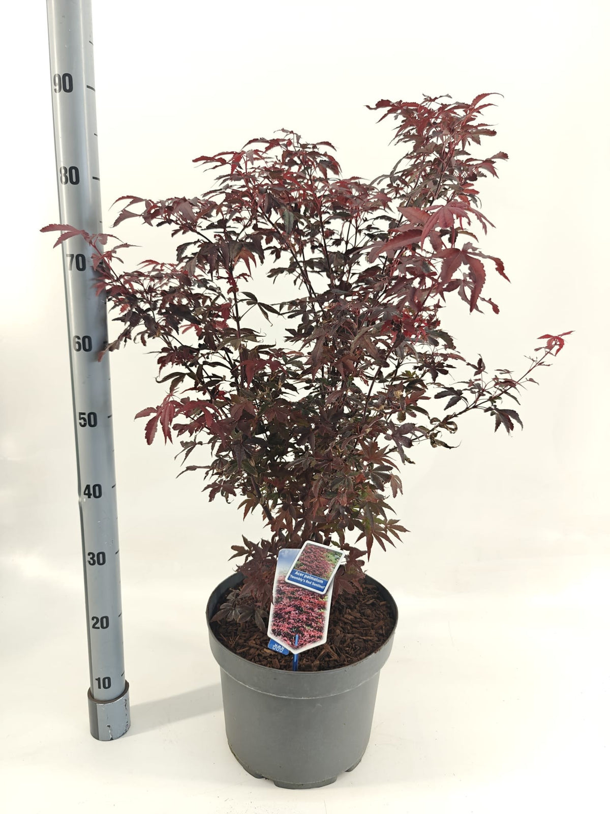 Acer palmatum 100cm 29cm Pot