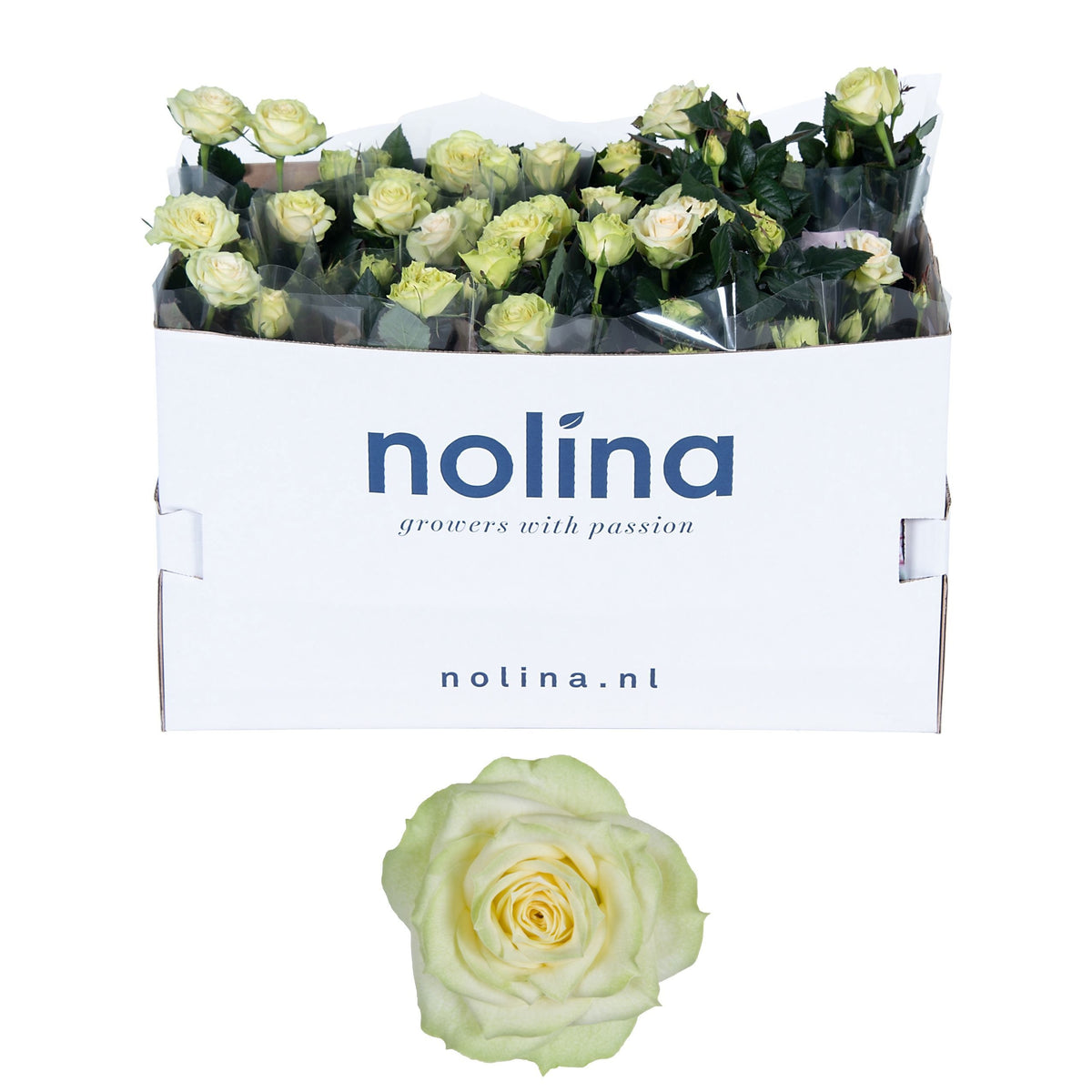 Rosa white 36cm 13cm Pot