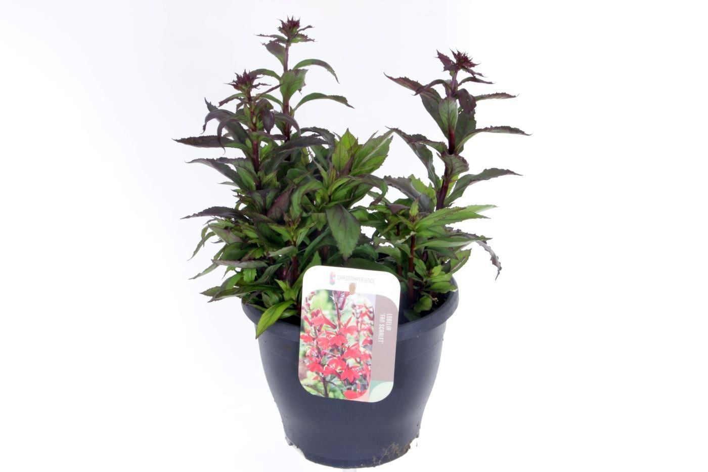 Lobelia spec. Fan Scarlet 45cm 23cm Pot