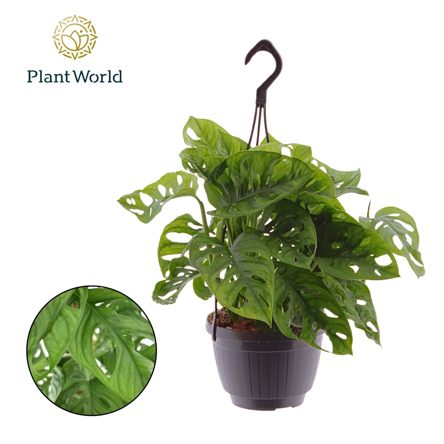 Monstera adansonii 40cm 15cm Pot