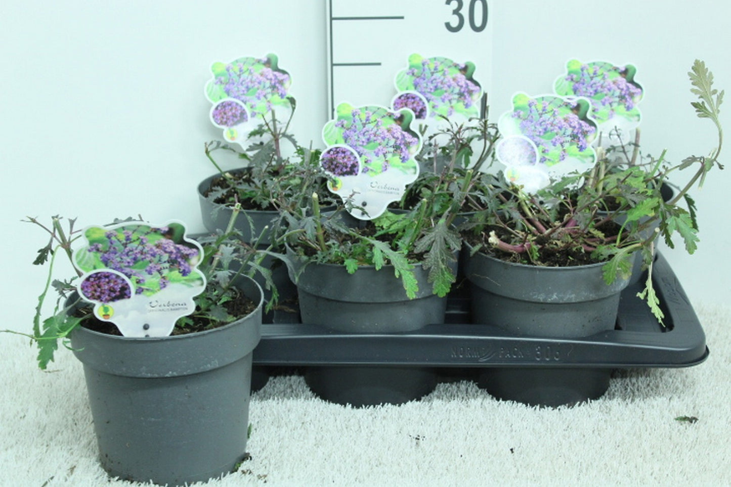 Verbena Lavender Spires 20cm 17cm Pot