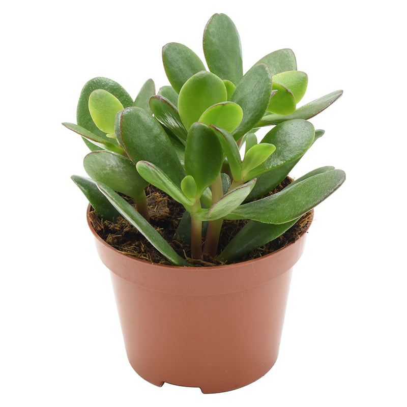 Crassula ovata 15cm 10.5cm Pot