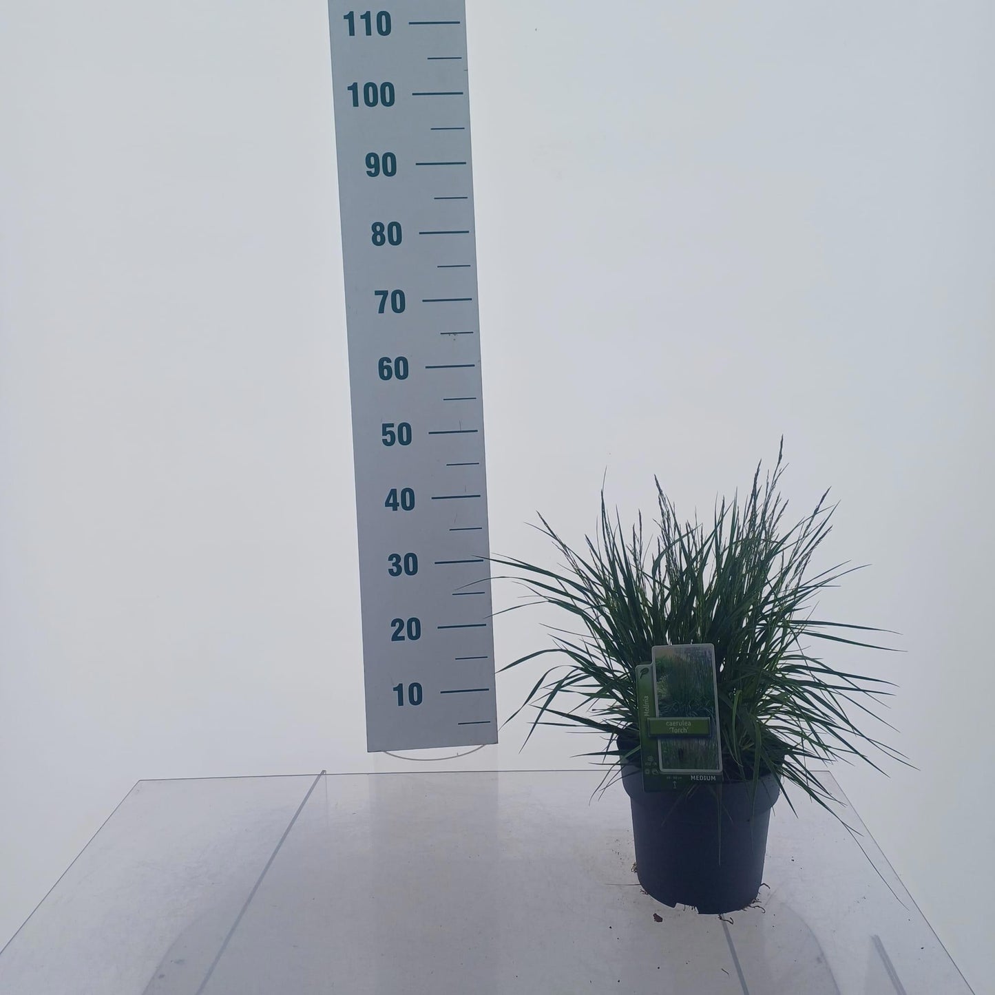 Molinia caerulea mix 40cm 19cm Pot