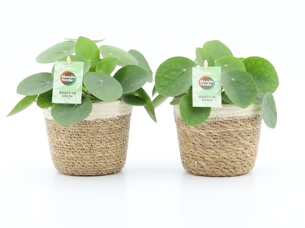 Pilea peperomioides 25cm 14cm Pot