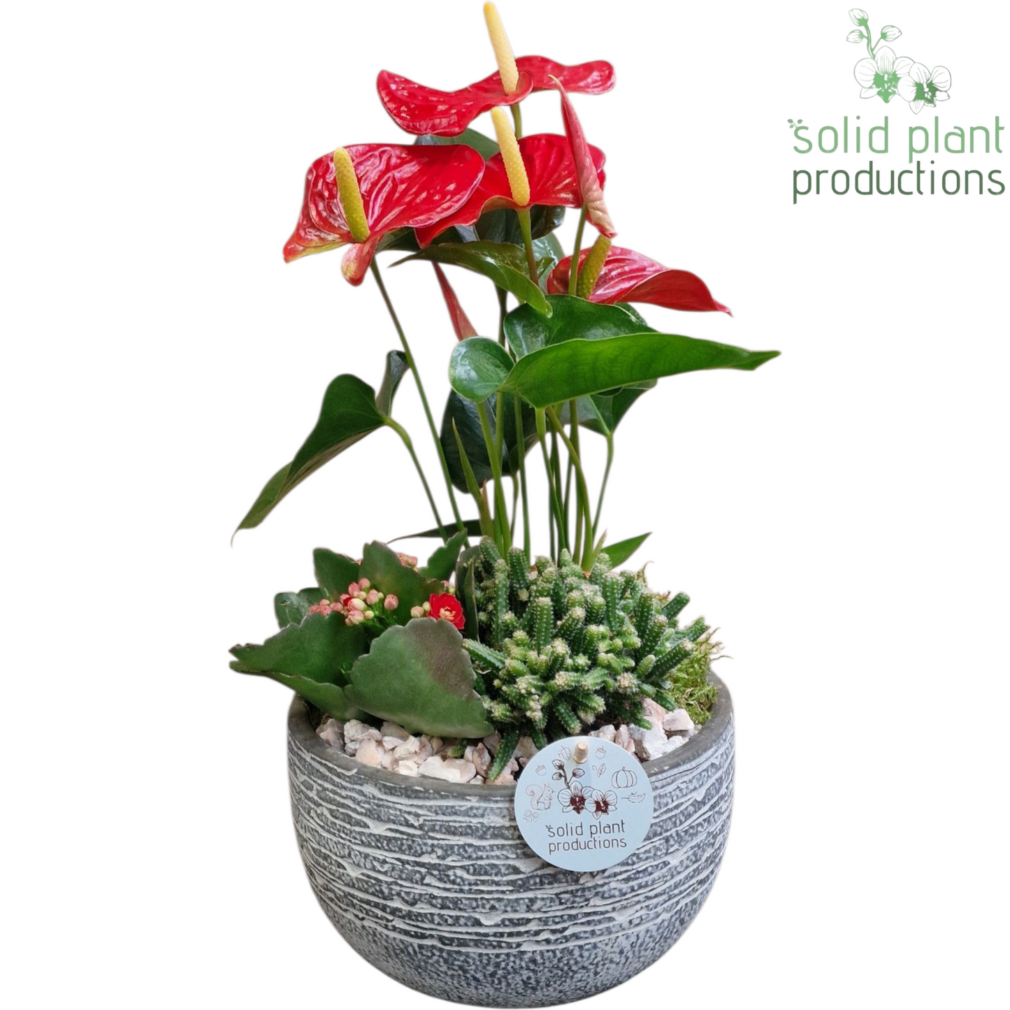 AT051 Dakota Small Red Anthurium 40cm 21cm Pot