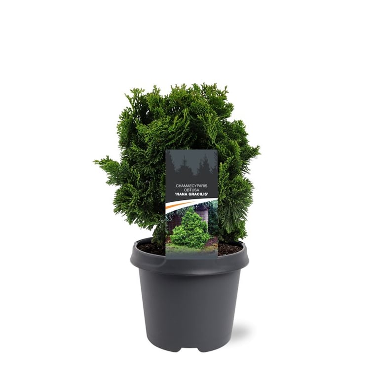 Chamaecyparis obtusa Nana Gracilis 30cm 23cm Pot