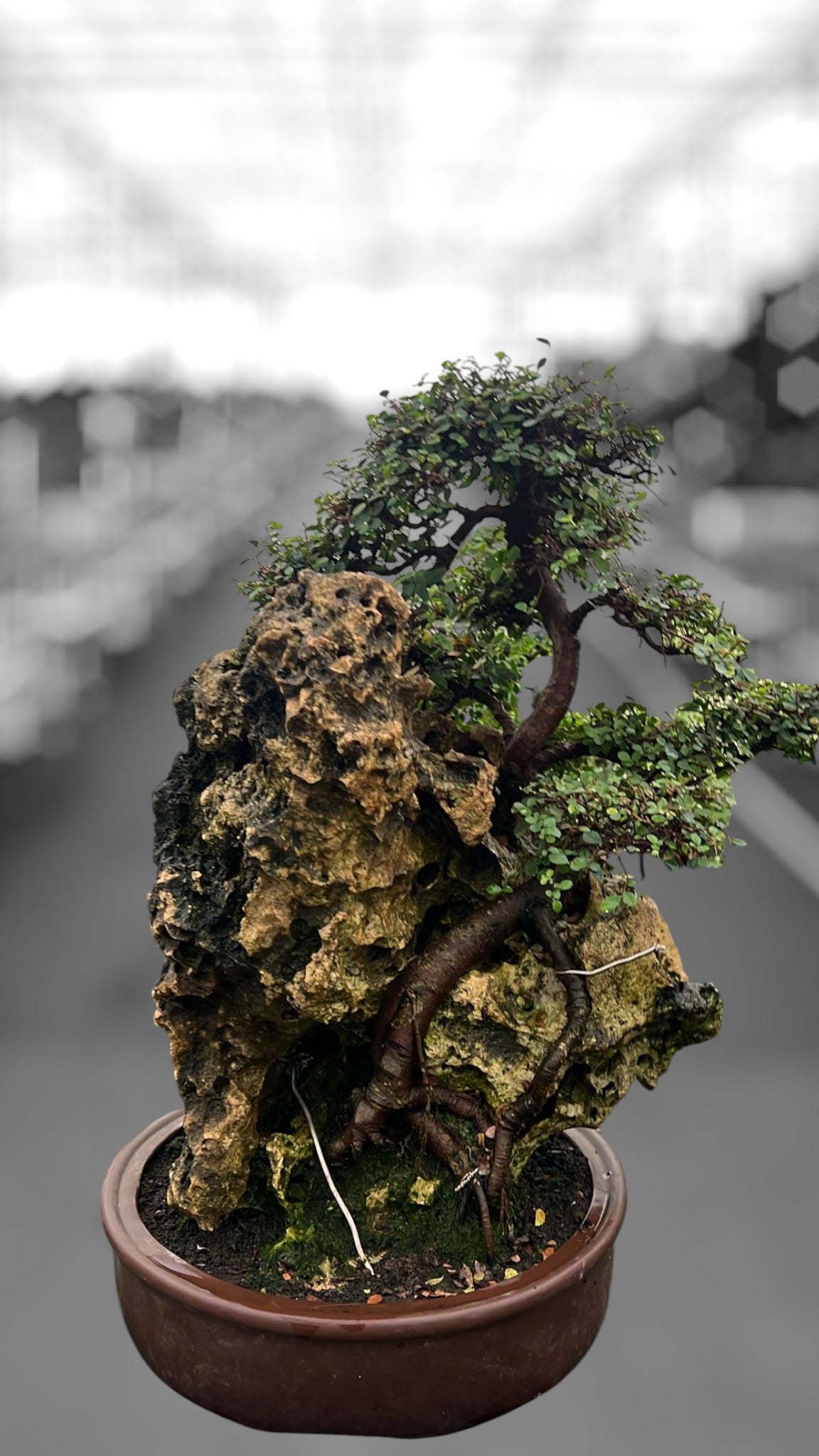 Zelkova sp. Bonsai 70cm 41cm Pot