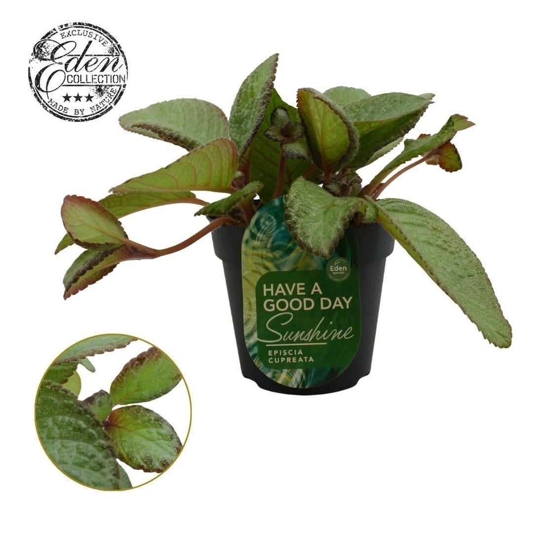 Episcia cup. Tierra Menta 20cm 12cm Pot
