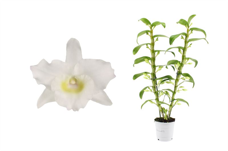 Dendrobium Apollon 65cm 12cm Pot