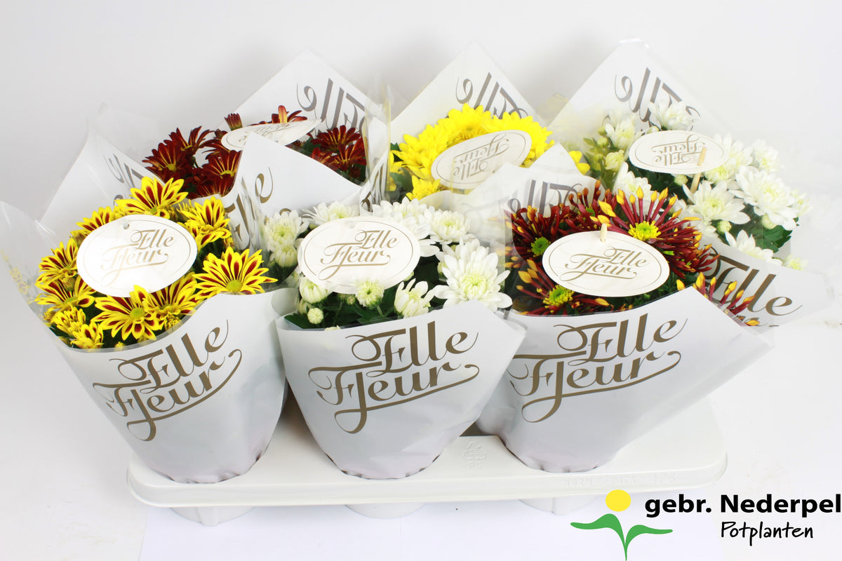 Chrysanthemum Elle Fleur 27cm 14cm Pot