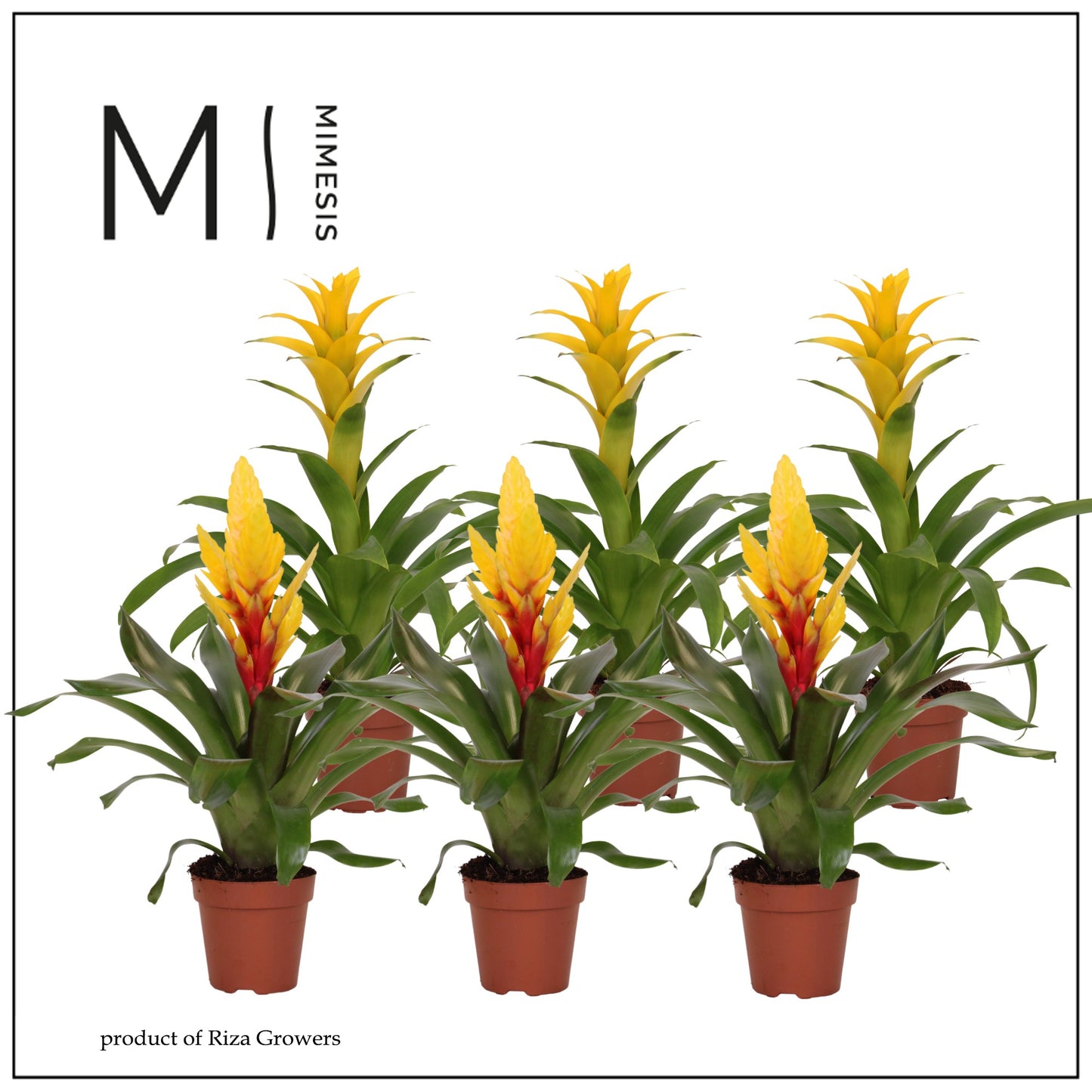 Bromelia mix yellow 45cm 12cm Pot