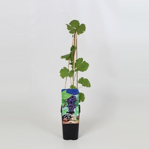 Vitis Attika (Grape) 60cm 14cm Pot