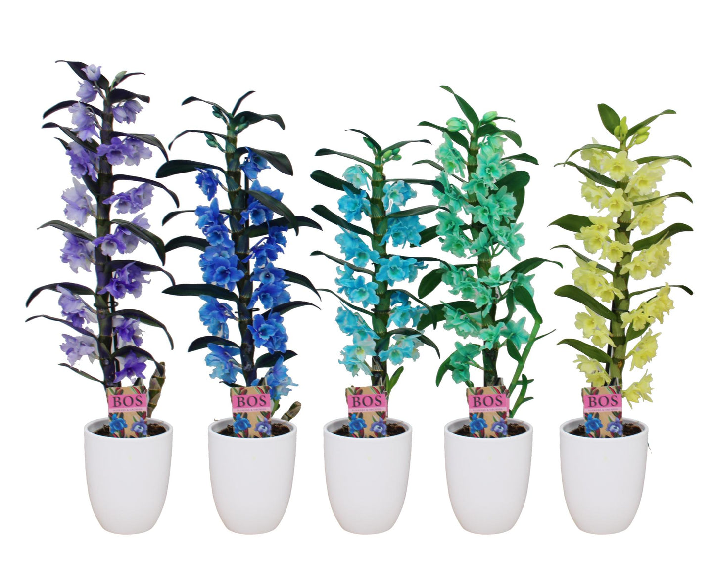 Bos Flowers & Orchids Dendrobium colour mix (+ drp.Hugo) Pack of 6