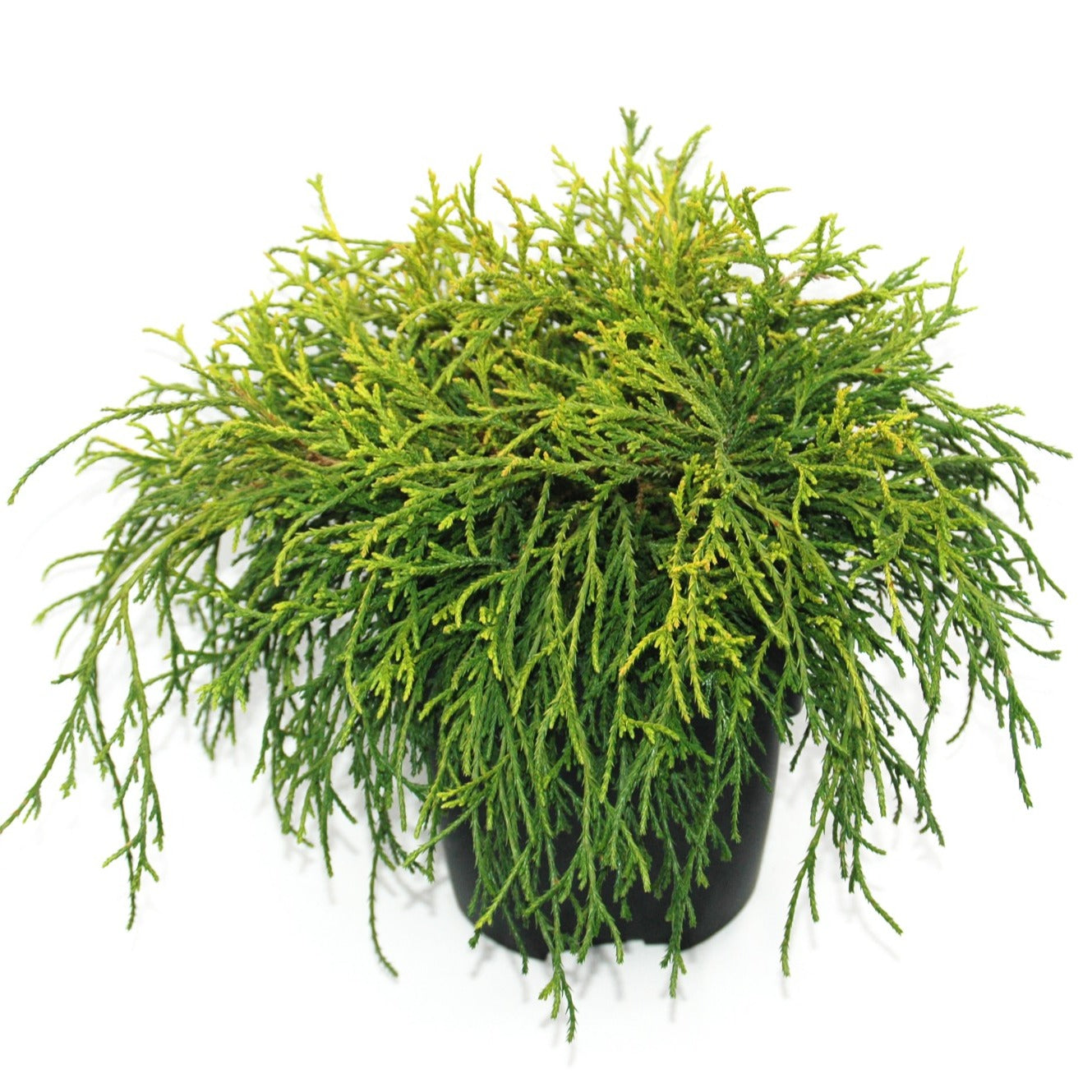 Chamaecyparis Sungold 40cm 17cm Pot