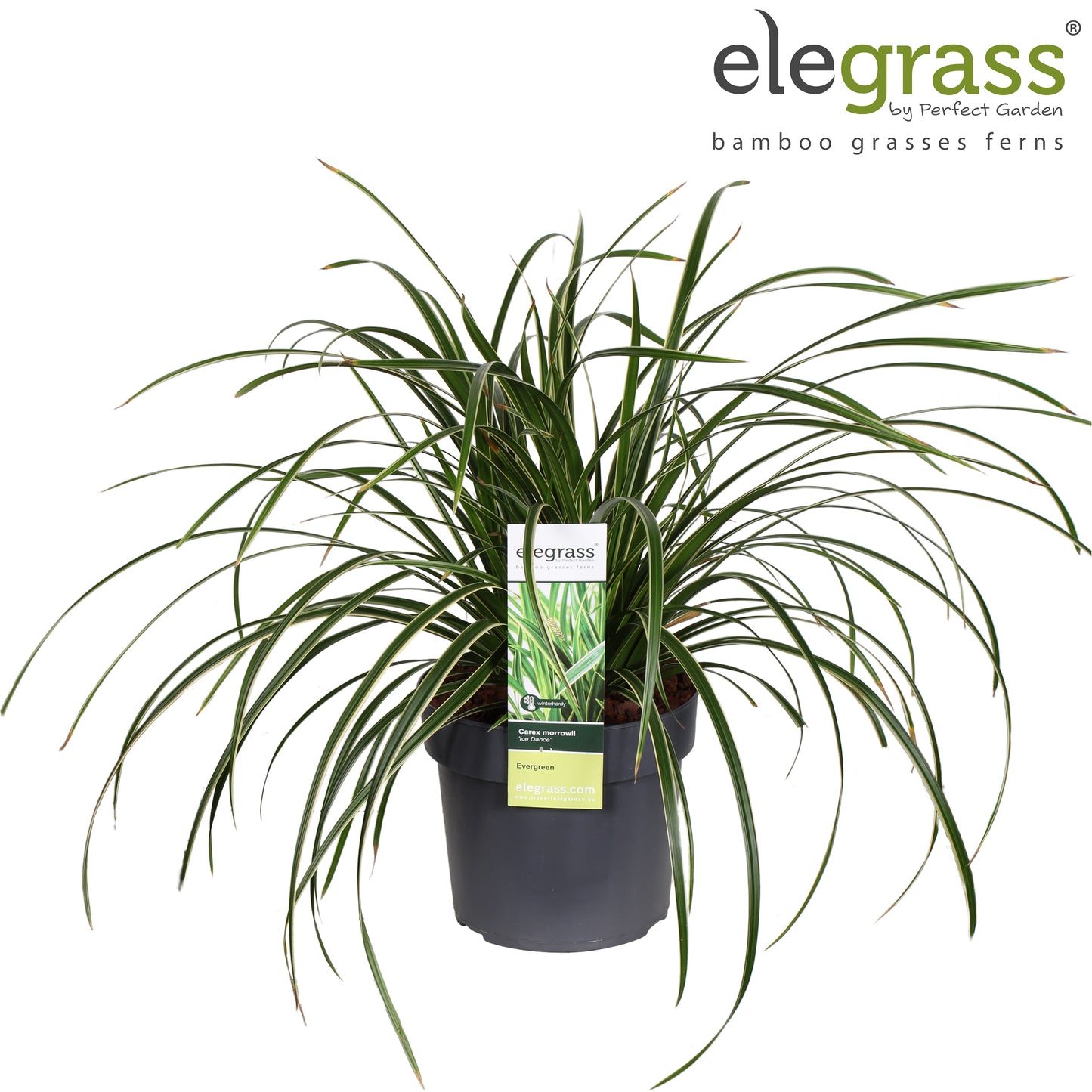 Carex morrowii Ice Dance 50cm 19cm Pot