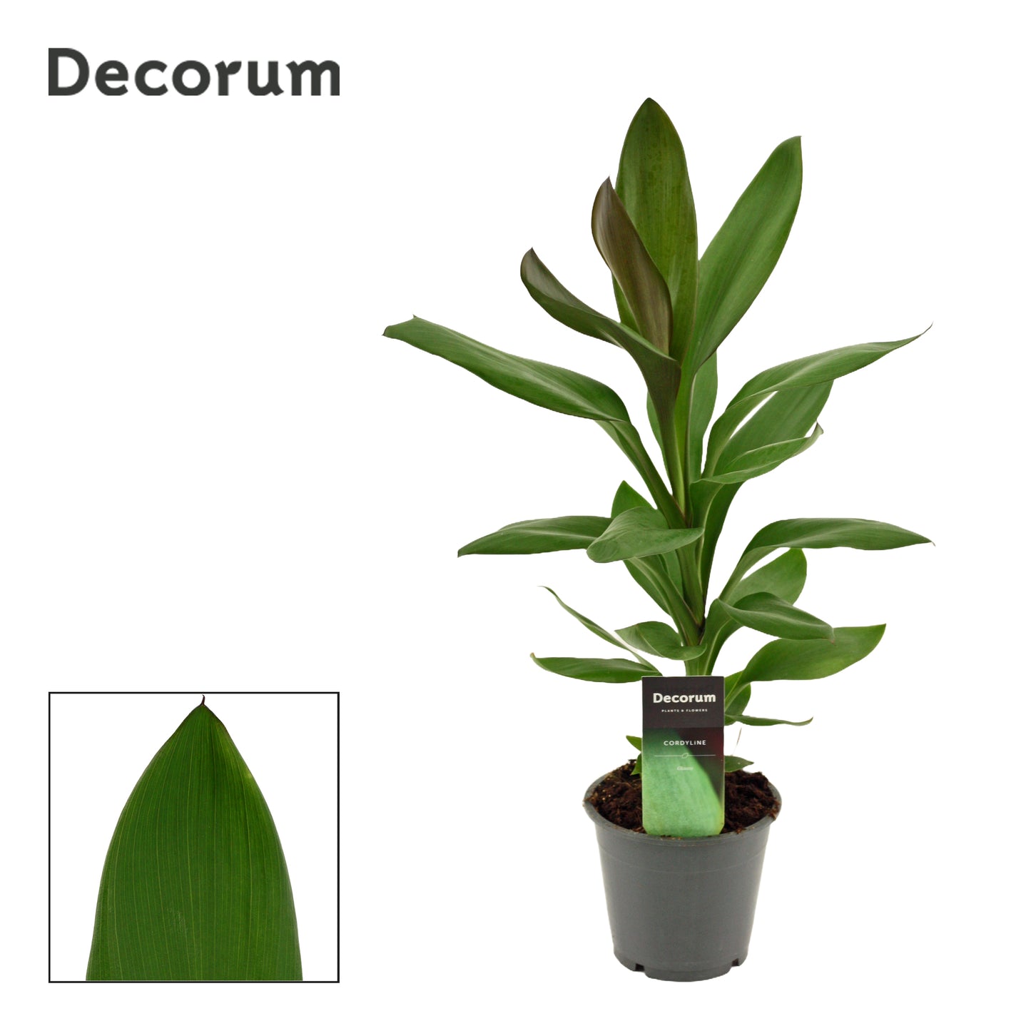 Cordyline Glauca 40cm 12cm Pot