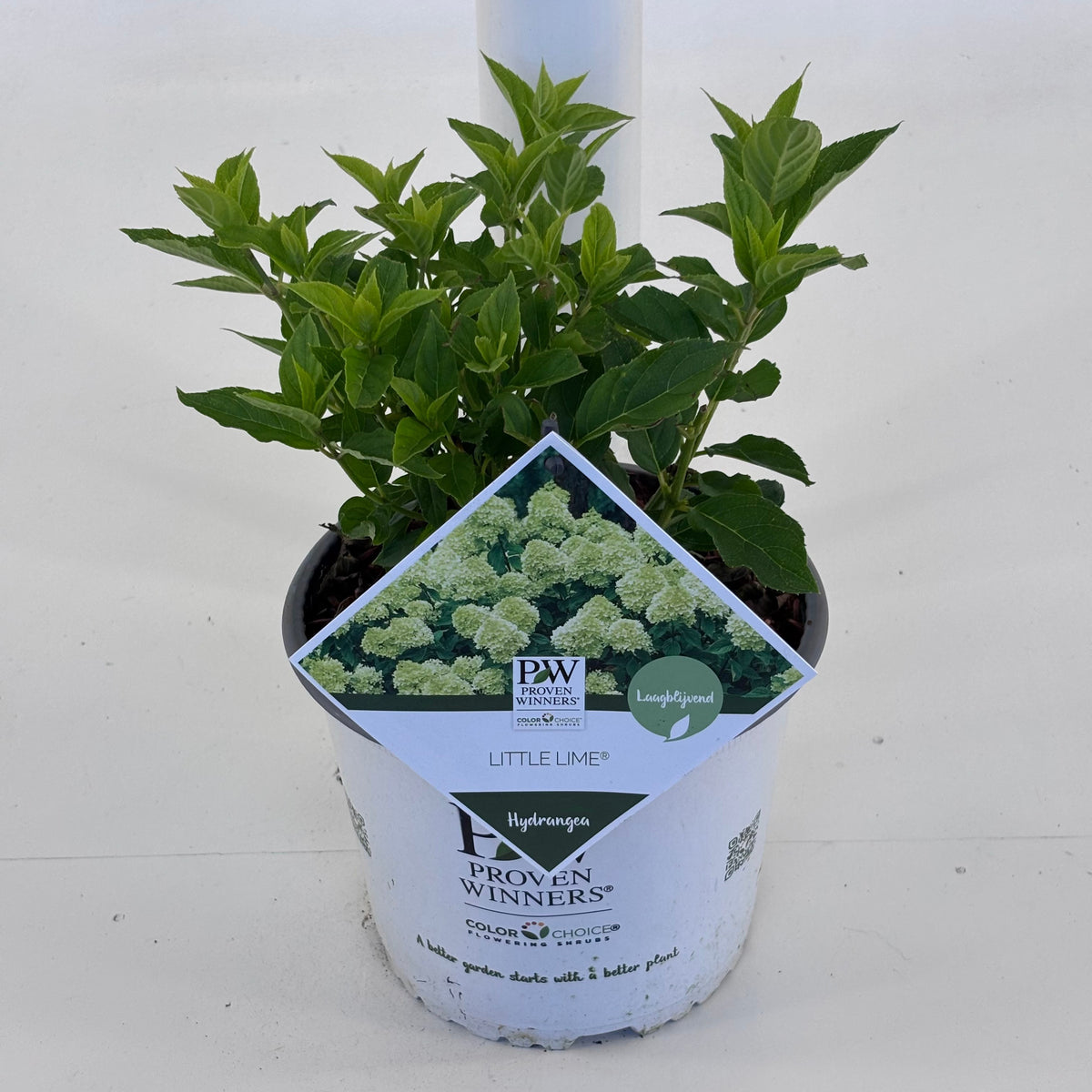 Hydrangea pan. Little lime 25cm 19cm Pot