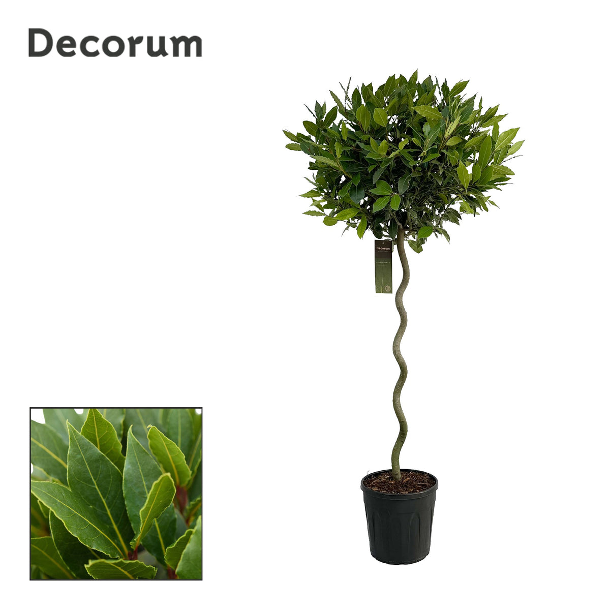Laurus nobilis 140cm 25cm Pot