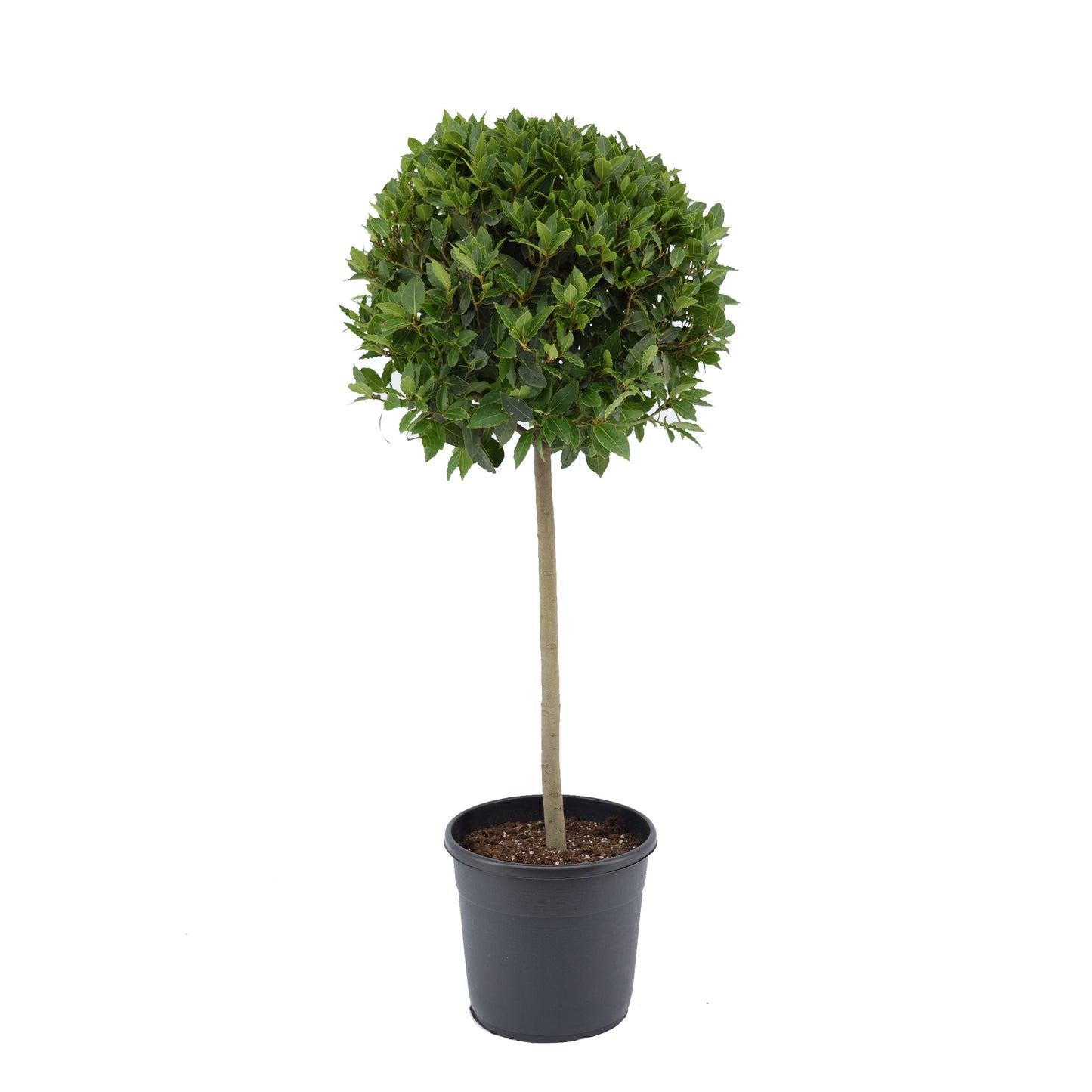 Laurus nobilis 140cm 30cm Pot