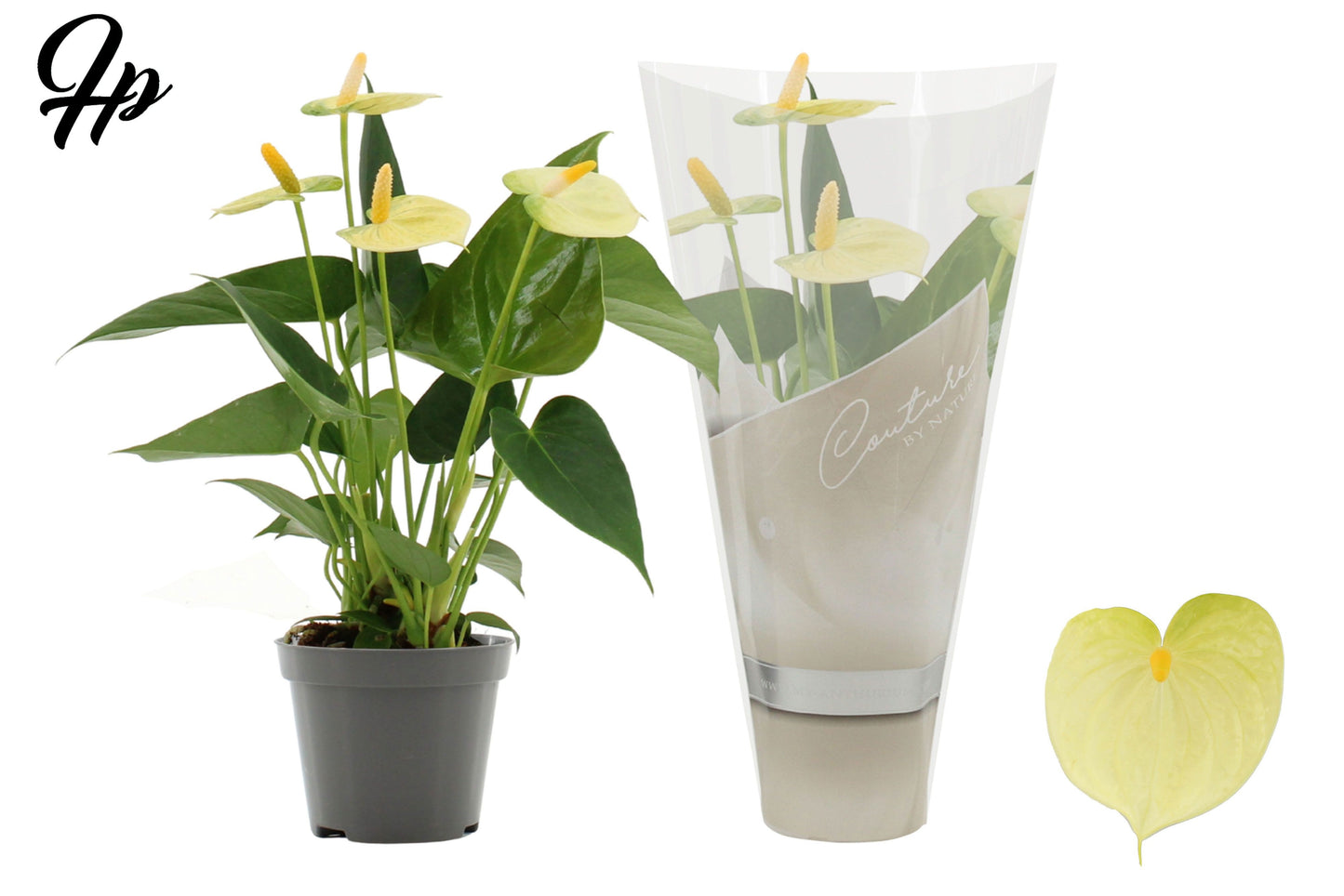 Anthurium Vanilla 25cm 9cm Pot